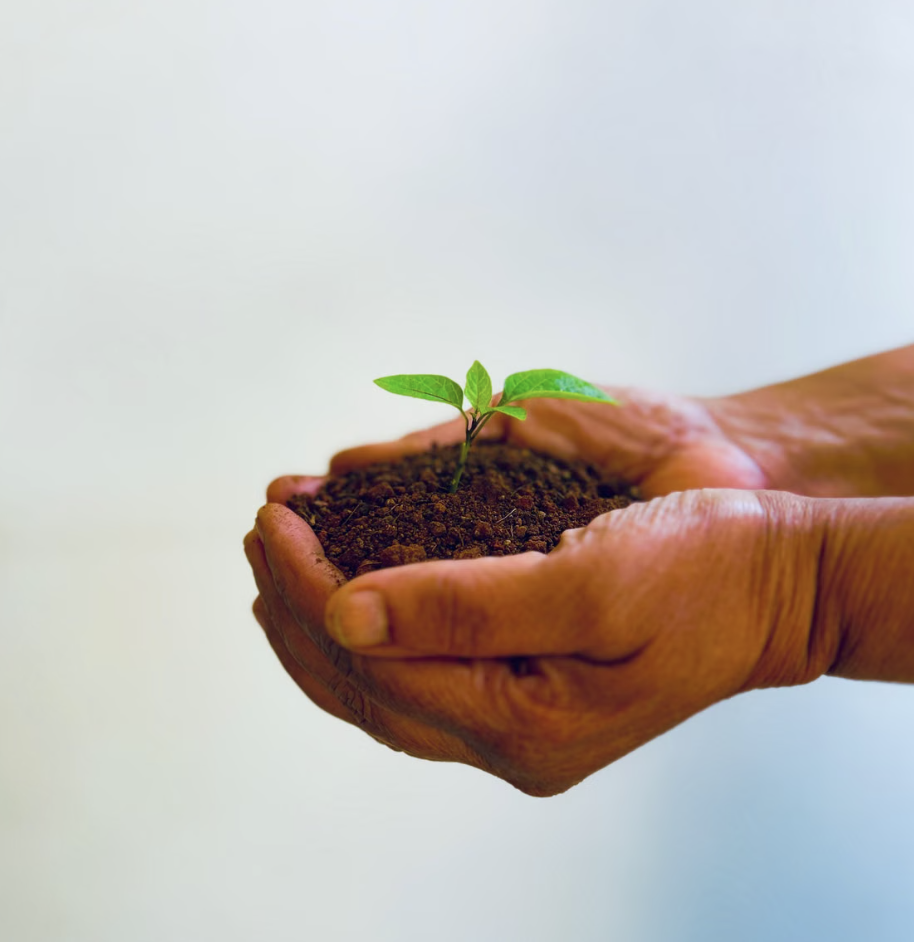 Hands holding soil with a small green seedling.